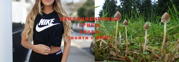 индика Инсар